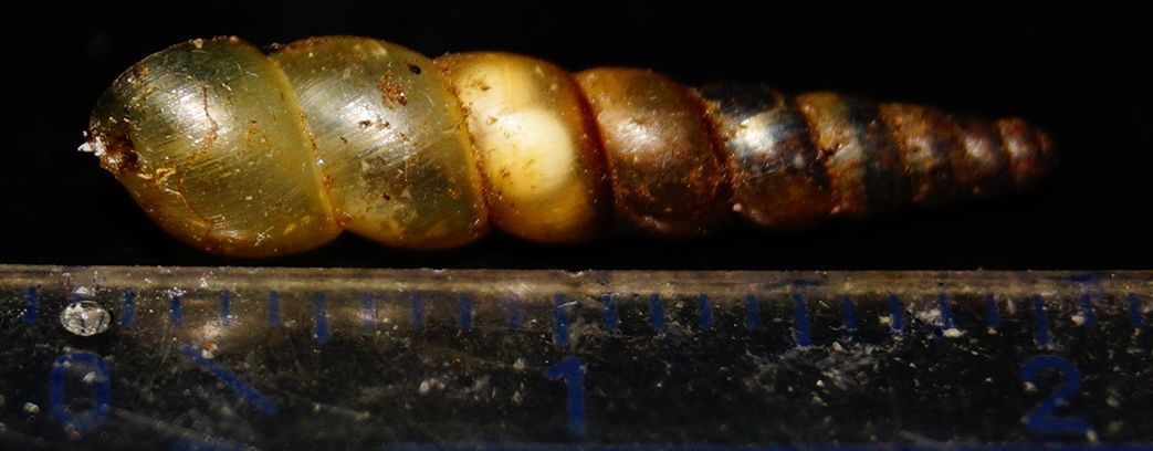 De Subulinidae spec. kan haar eieren een tijdje bewaren in haar doorzichtige eierstok, waardoor je ze kan zien zitten. (foto: Jelle Ronsmans)