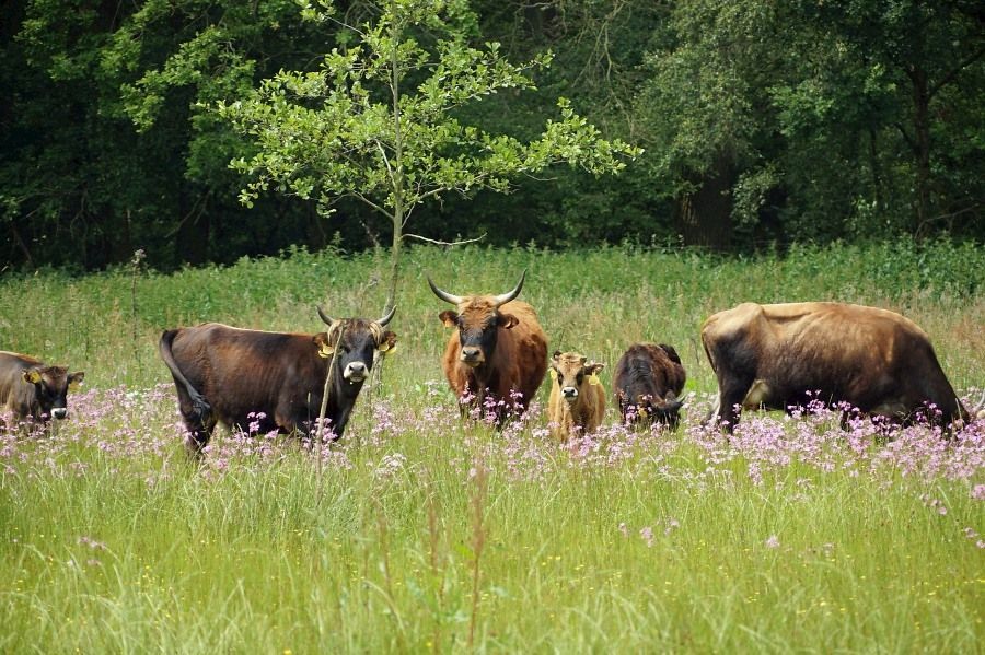 TaurOssen tussen koekoeksbloemen (foto: Twan Teunissen)