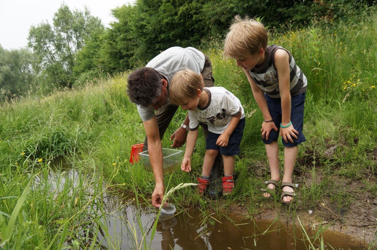 Loslaten van larven Geelbuikvuurpad (foto: Twan Teunissen)