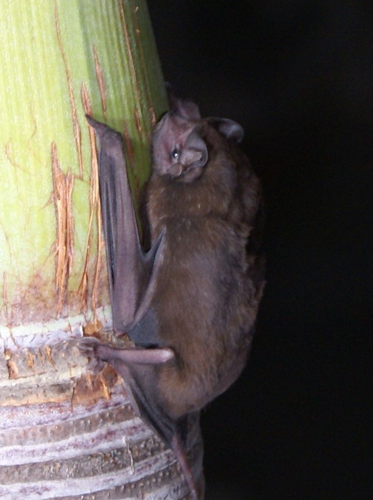 Velvety free-tailed bat, Molossus molossus (foto: Ellen van Norren)