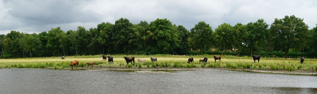 Begrazing in het Kempen~Broek (foto: Twan Teunissen)