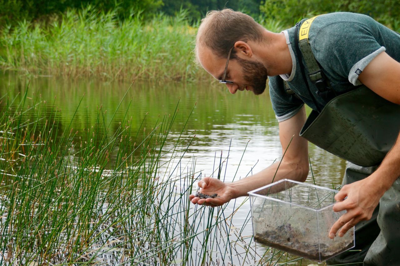 Uitzetten van knoflookpadden in het Kempen~Broek (foto: Twan Teunissen)