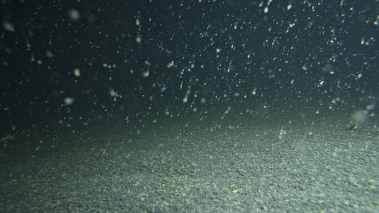 Op 20 meter diepte worden geen zeedieren meer aangetroffen in het Grevelingenmeer (juli 2013) (foto: Peter H van Bragt)