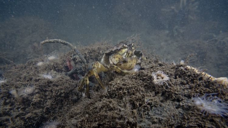 Vlak boven de spronglaag op 16 meter is er leven maar dat ziet er ook helaas niet florisant uit. Grevelingenmeer juli 2013 (foto: Peter H van Bragt)