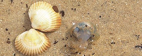 Een piepklein zeepaddenstoeltje (foto: Sytske Dijksen)