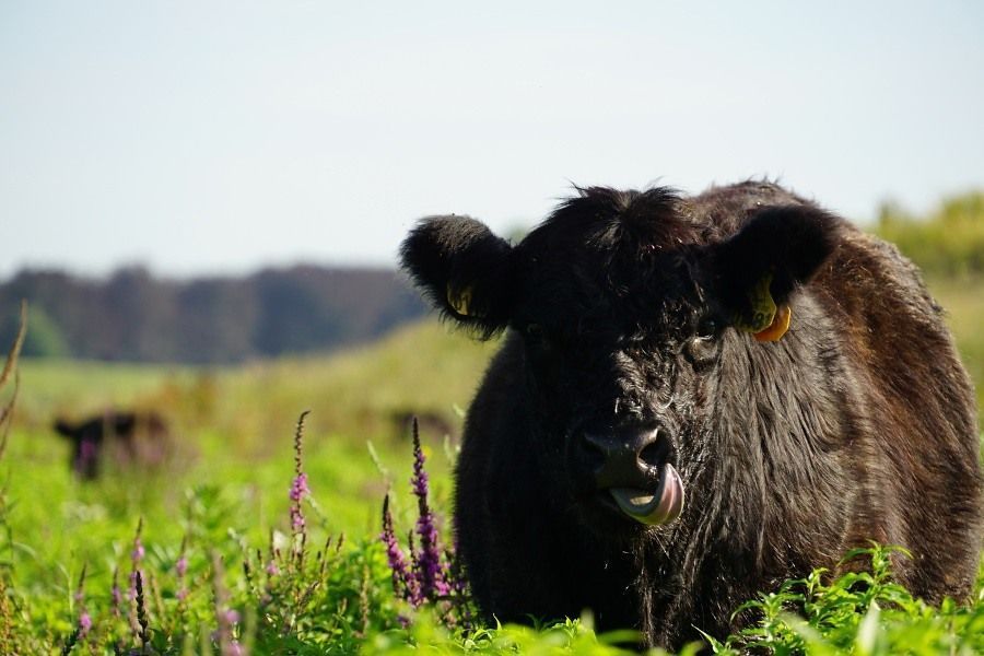 Galloway in een zomerruigte (foto: Twan Teunissen)