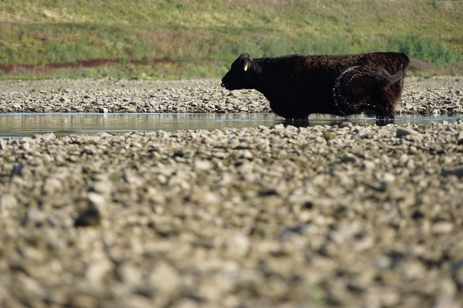 Galloway op grindbank (foto: Twan Teunissen)