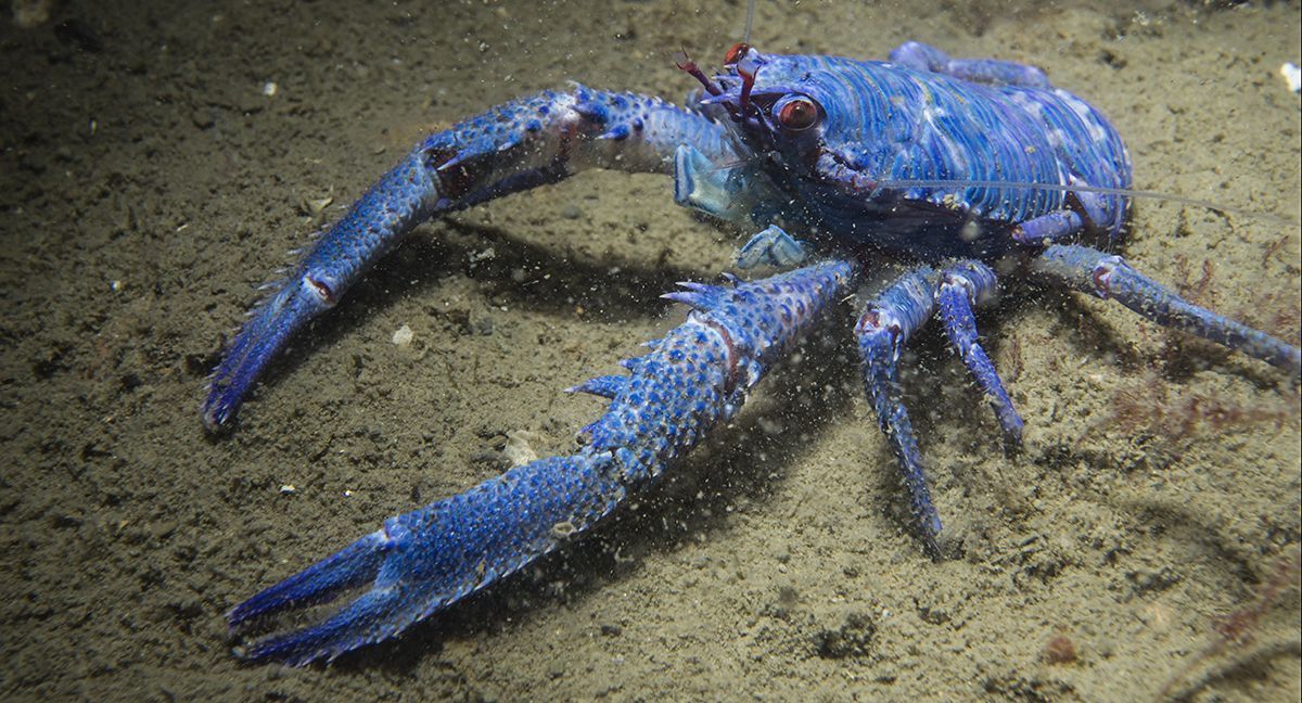 Blauwe Zwarte galathea, Oosterschelde, 2014 (foto: Peter H van Bragt)