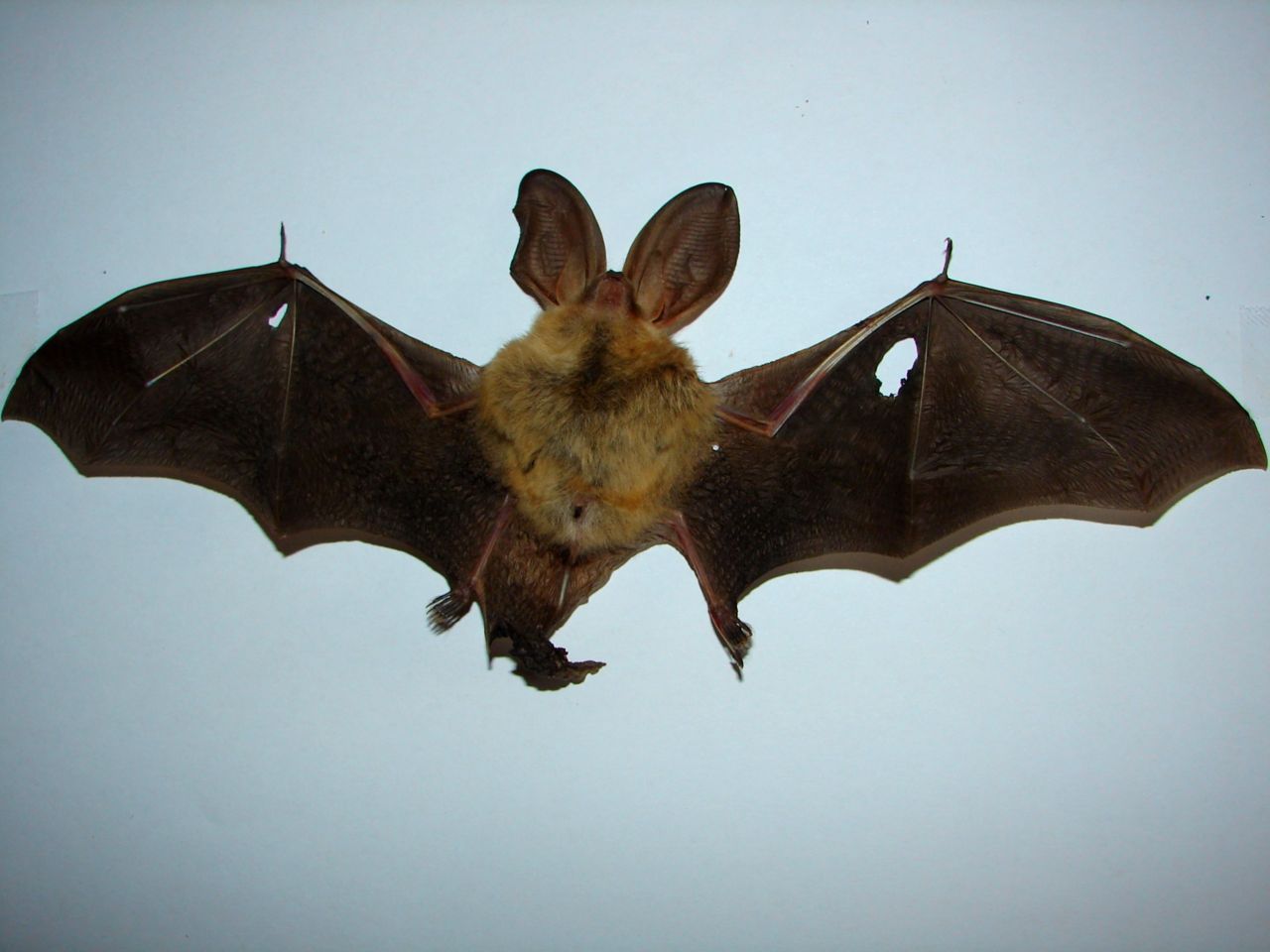 Ook vogels en vleermuizen belanden wel eens in een kattenmuil. Dit keer werd een Gewone grootoorvleerrmuis het slachtoffer. (foto: David Galens)