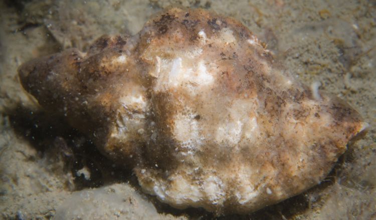 Fossiele Stekelhoren, Oosterschelde, 2011