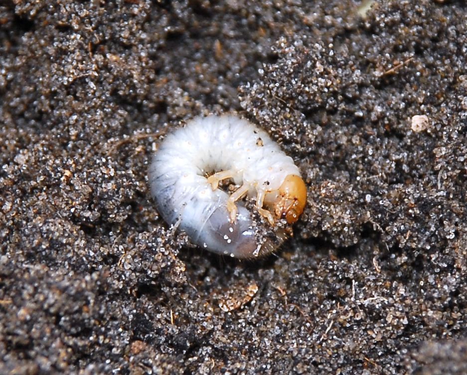 Larve van een rozenkever (foto: Remco Versluijs)