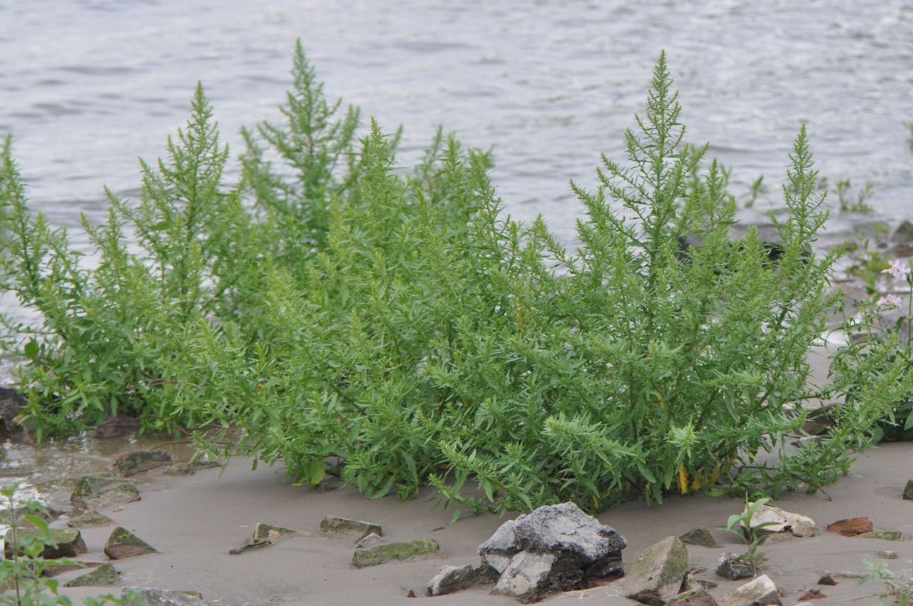 Welriekende ganzenvoet langs de Waal (foto: Wout van der Slikke)