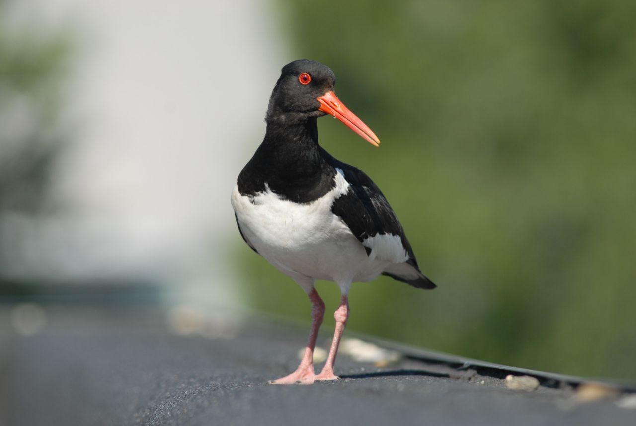 Scholekster (foto: Jan Rodts, Vogelbescherming Vlaanderen)