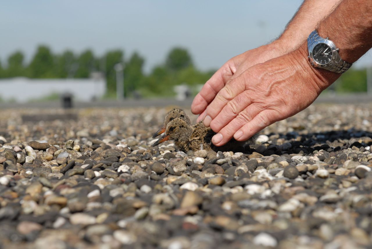 Succesvol broedgeval van een Scholekster, op een kiezeldak (foto: Jan Rodts, Vogelbescherming Vlaanderen)