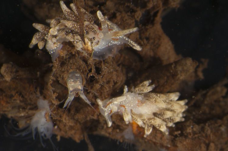 Meerdere exemplaren Gestreepte knotsslak zijn in Grevelingenmeer aangetroffen (foto: Peter H. van Bragt)