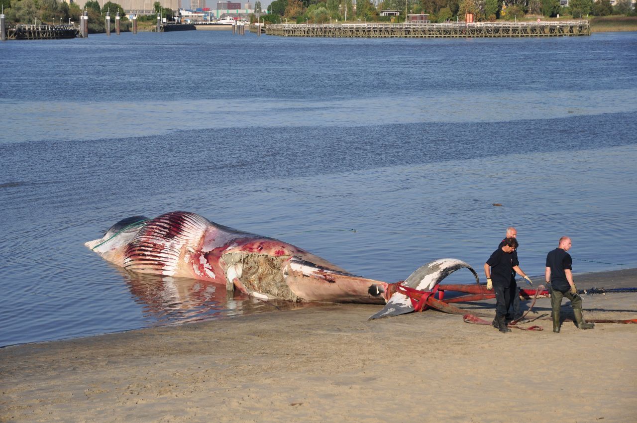 Deze joekel werd naar het strand van Sint-Anneke gesleept, na een onzachte ontmoeting met de boeg van een schip (foto: KBIN)