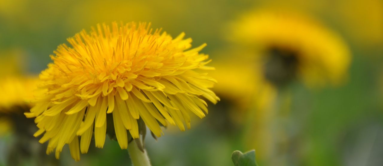 Gewone paardenbloem (foto: Wout van der Slikke)