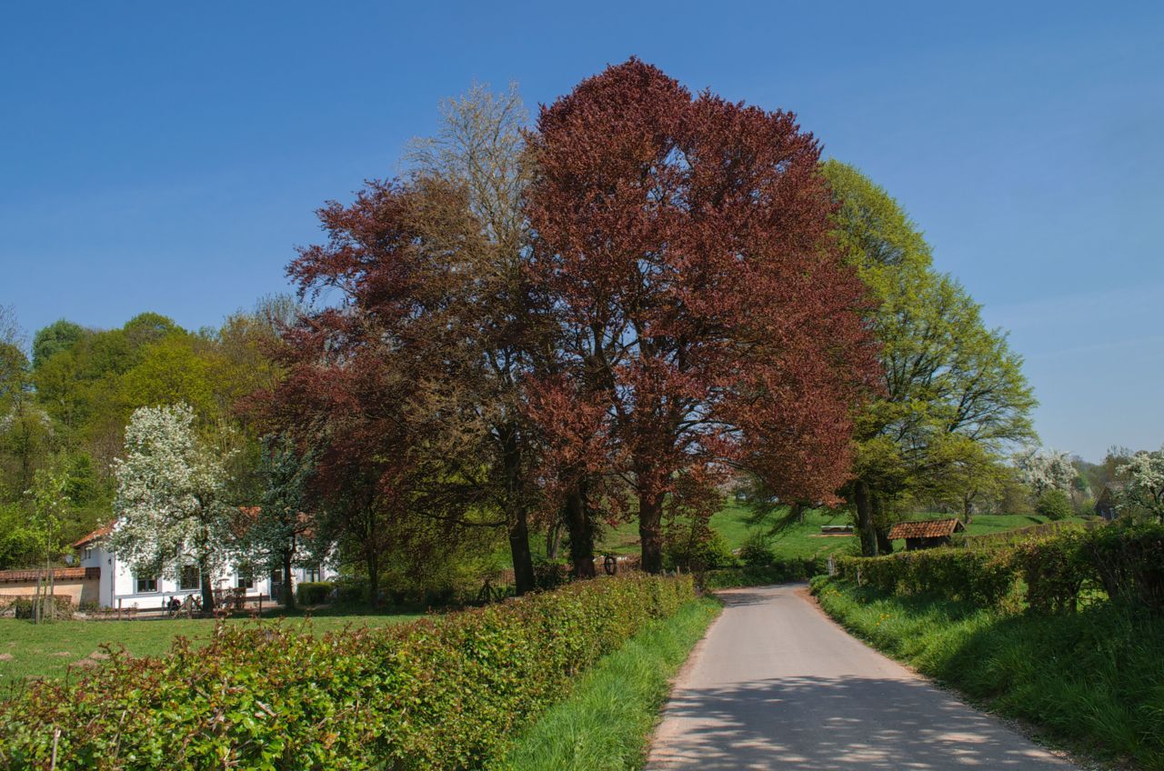 In mei is het Gerendal op het mooist (foto: Mark Meijrink)