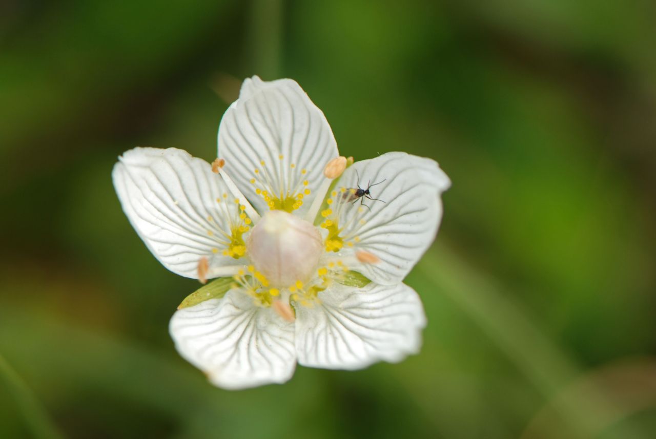 Parnassia bloeit dit jaar op veel plaatsen uitbundig (foto: Wout van der Slikke)