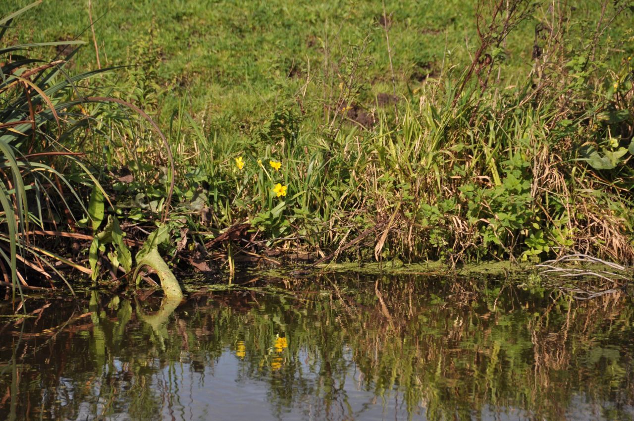 Half oktober brengt een enkele dotterbloem het lentegevoel nog even terug (foto: Wout van der Slikke)