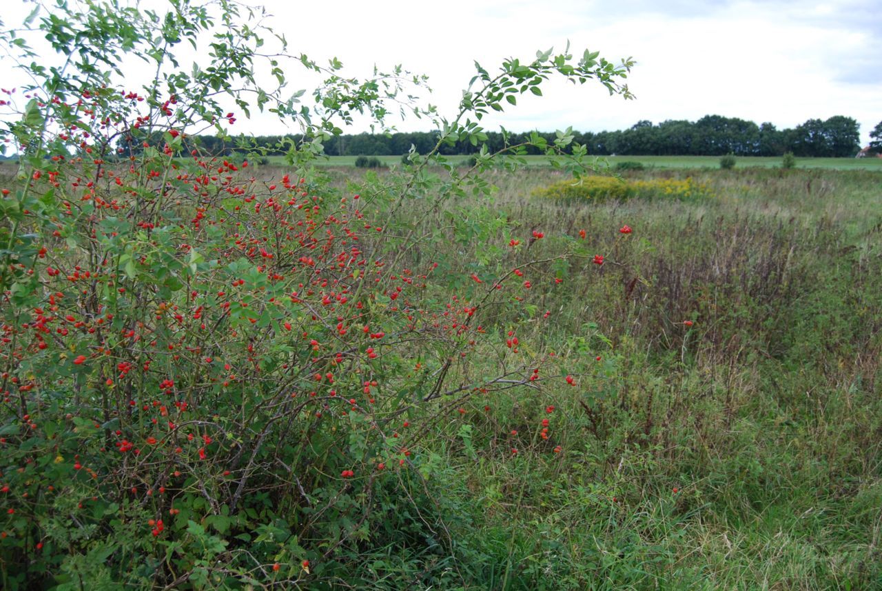 Rijpe rozenbottels en bloeiende Guldenroede in de Vechterweerd bij Dalfsen (foto: FREE Nature)