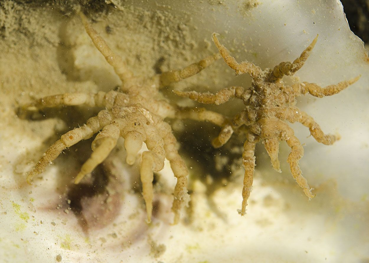 Michelinmannetjes, een soort zeespin, konden zich niet voor de camera verbergen (foto: Peter H van Bragt)