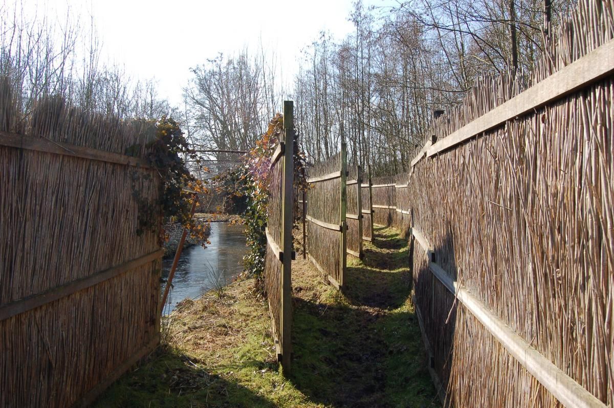 De eenden werden bemonsterd via een eendenkooi (foto: Jacintha van Dijk)