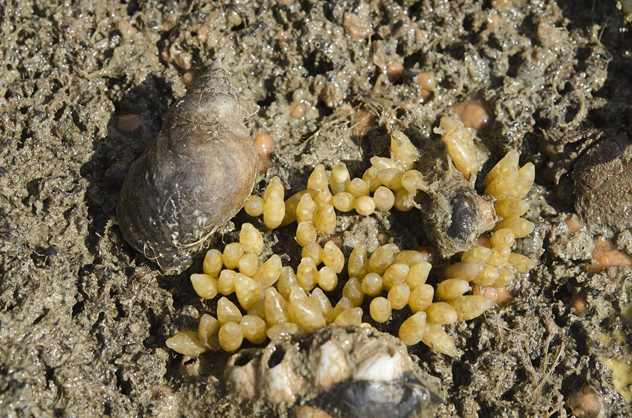 Veel Purperslakken werden met hun eikapsels (urntjes) waargenomen (foto: Peter H van Bragt)