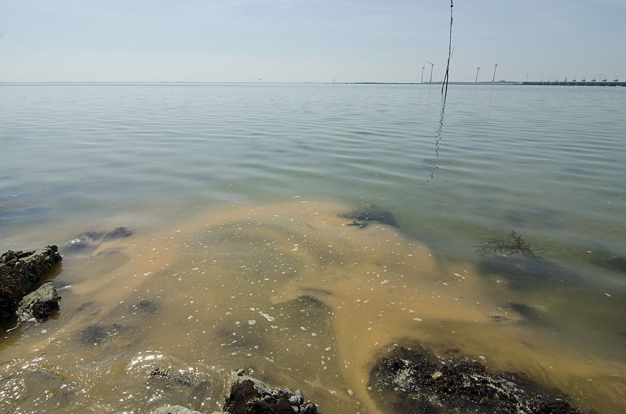 Een bijzonder fenomeen: roodalgbloei in de Oosterschelde (foto: Peter H van Bragt)