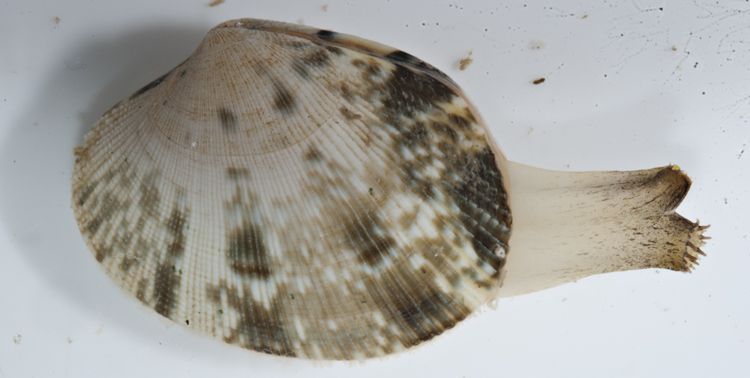 In vitro opname van Filippijnse tapijtschelp uit de Oosterschelde (foto: Peter H van Bragt)