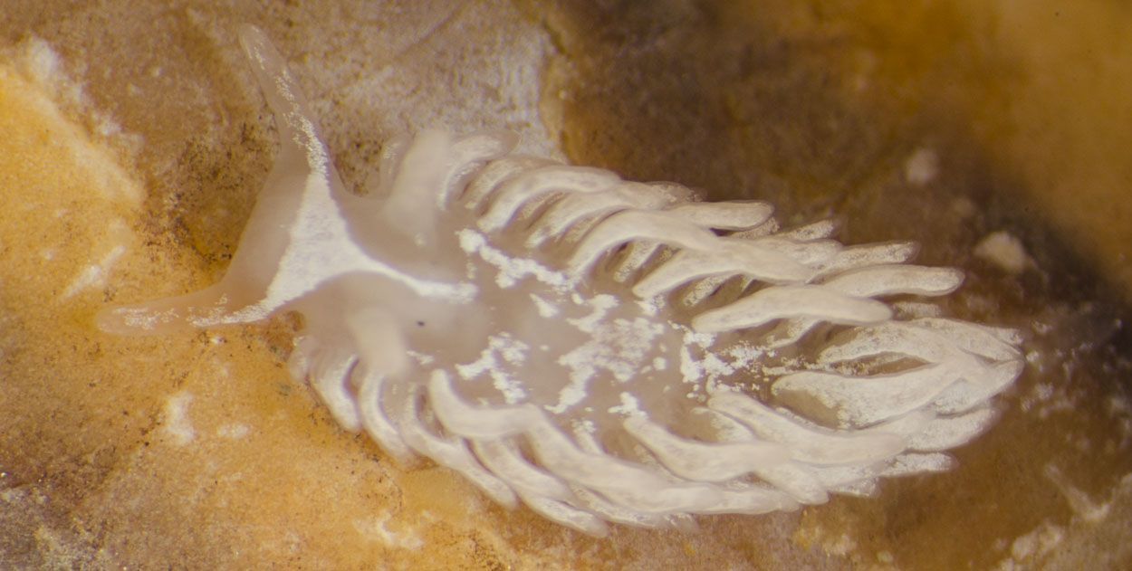 De eerste jonge Grote vlokslakken worden nu al in de Oosterschelde waargenomen (foto: Peter H van Bragt)