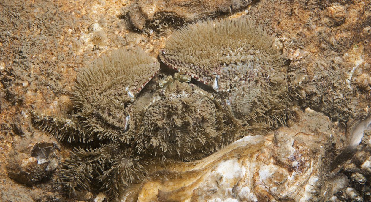 Onder de stenen werden tientallen Harig porceleinkrabbetjes aangetroffen (foto: Peter H van Bragt)