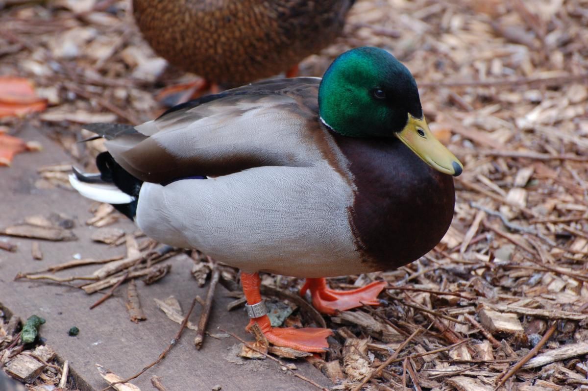 Wilde eenden brengen de vogelgriep niet naar ons land, maar lopen het hier juist op (foto: Jacintha van Dijk)