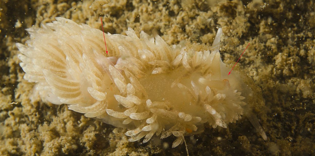 De pijlen geven de dubbele infectie aan van endo- en exoparasieten op een Kleine vlokslak (foto: Peter H van Bragt)