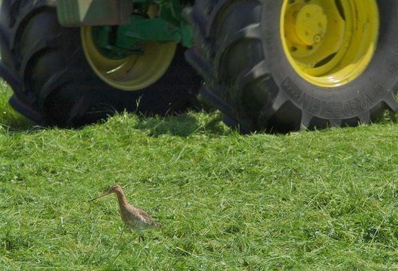 Grutto tijdens het maaien (foto: Johan Bos)