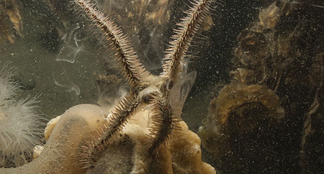 Deze Brokkelster is zich aan het voortplanten. Wolken spermacellen worden in het zeewater geloosd (foto: Peter H van Bragt)