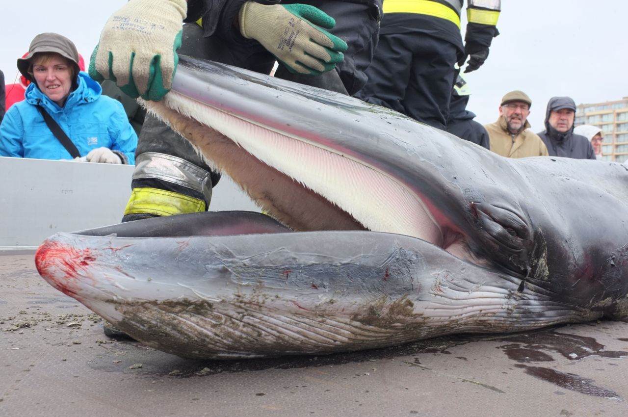 Baleinen van het uitgehongerde mannetje Dwergvinvis dzt maandag aanspoelde op het strand van Nieuwpoort (foto: Jan Haelters (BMM))