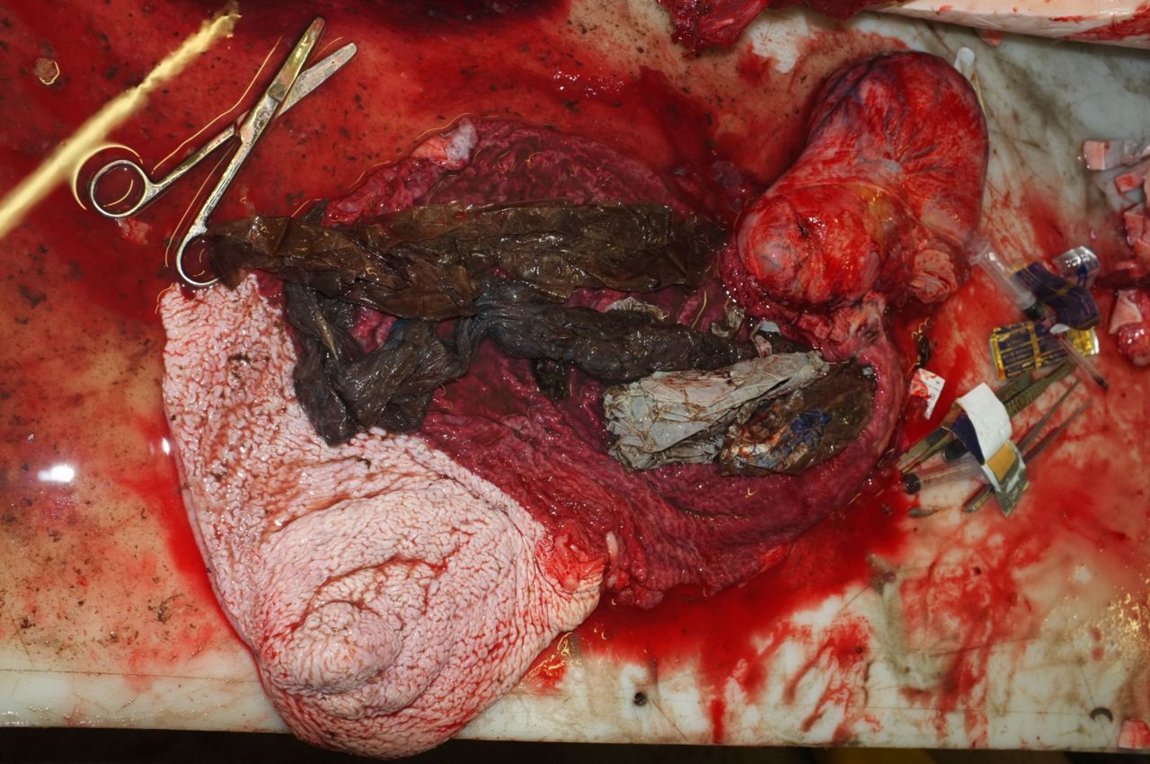 In de maag van de Dwergvinvis werd bijna 400 gram plastiek aangetroffen (foto: Jan Haelters (BMM))