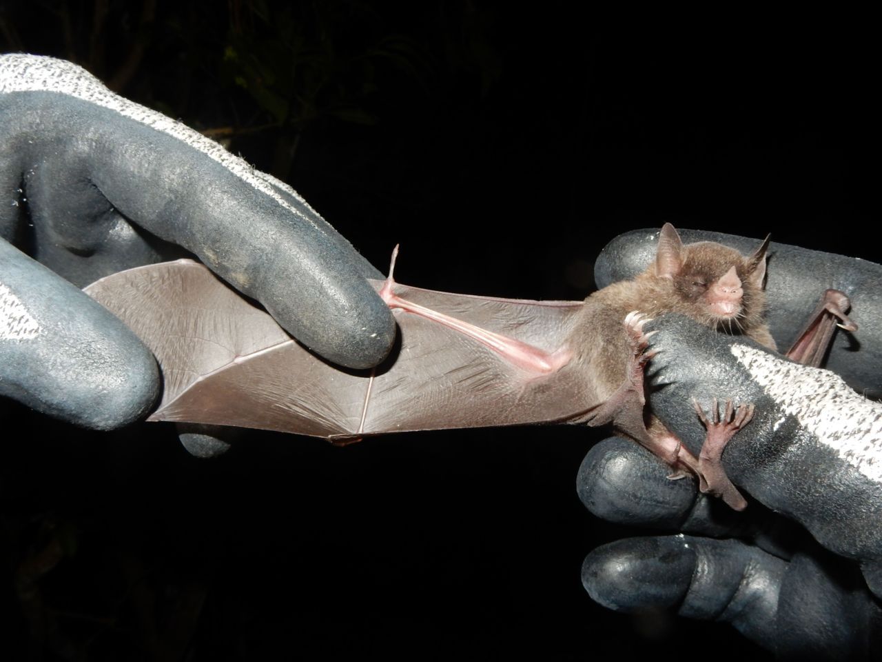 De Lesser Antillian long-tongued bat, Monophyllus plethodon, nieuw voor St. Eustatius (foto: Ellen van Norren)