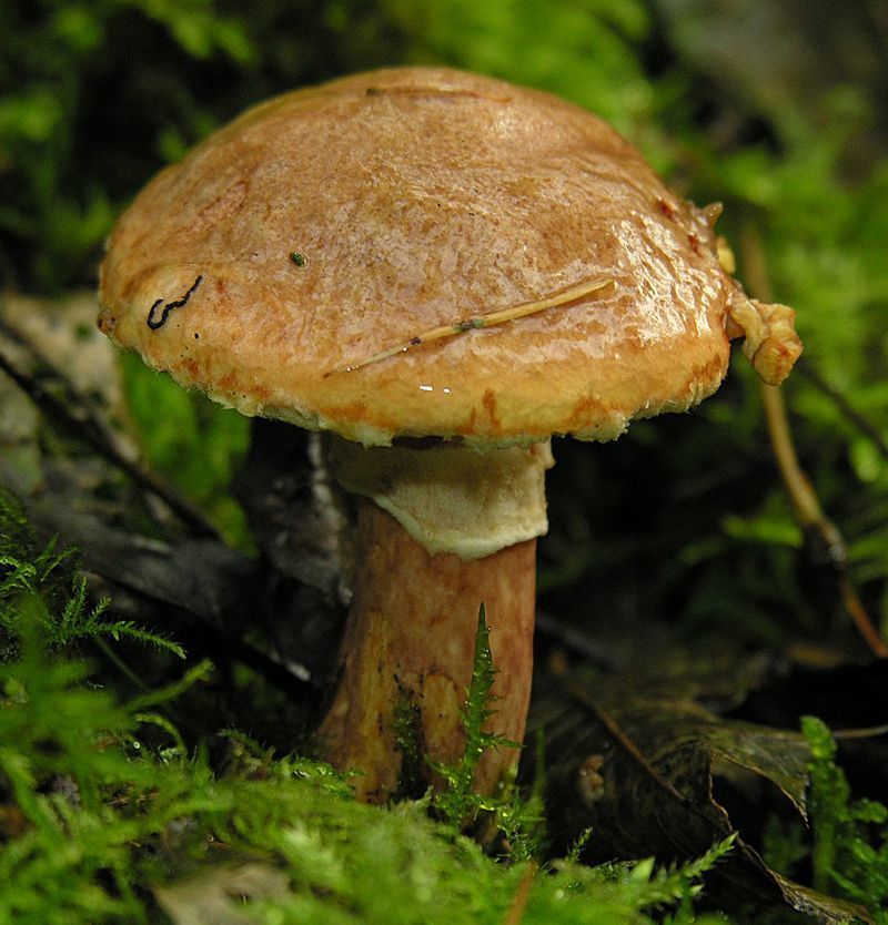 Roestrode ringboleet (foto: Robbert Vlagsma)