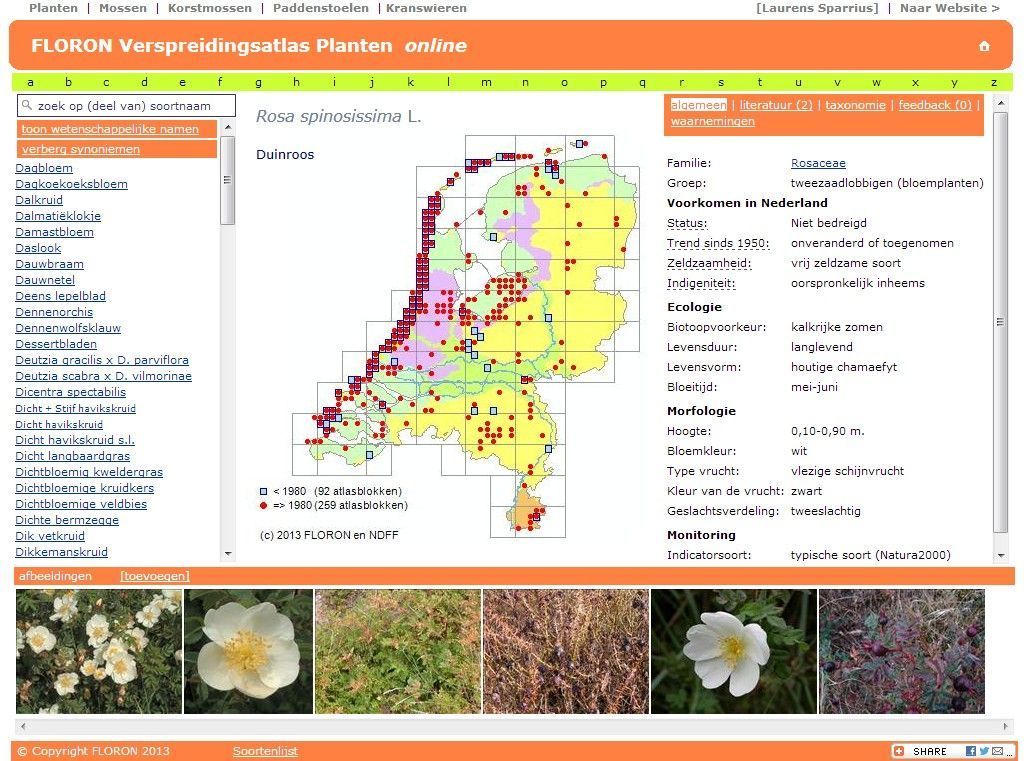 Duinroos in de verspreidingsatlas (figuur: Verspreidingsatlas.nl)