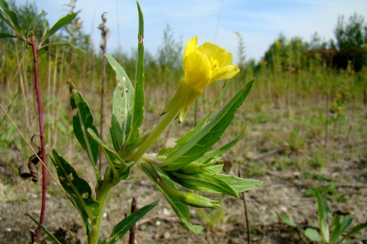 Duinteunisbloem op braakliggend terrein in Groningen (foto: Joop Verburg)