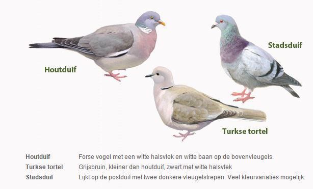 Infographic duiven (figuur: Vogelbescherming)
