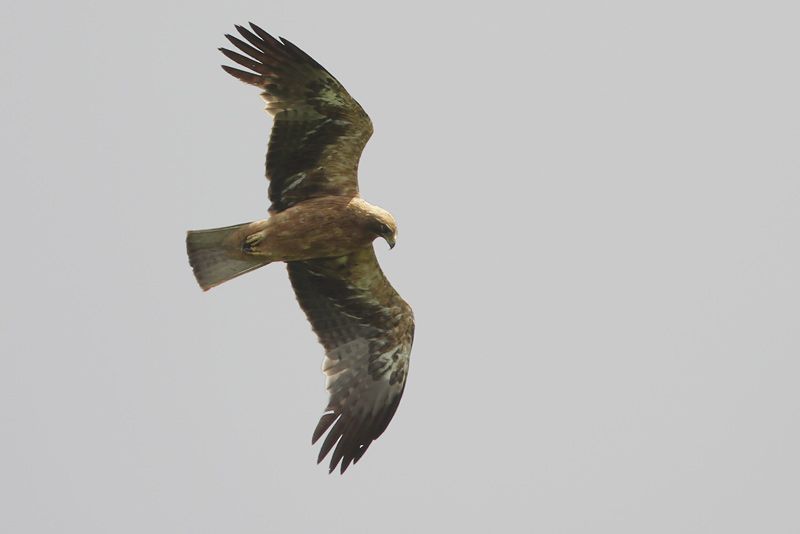 Snapshot van de Dwergarend het Zennegat bij Mechelen. Net als de Vale gier van Haccourt, kon deze uitzonderlijke verschijning al op heel wat vogelaarsaandacht rekenen. (foto: Johan Buckens)