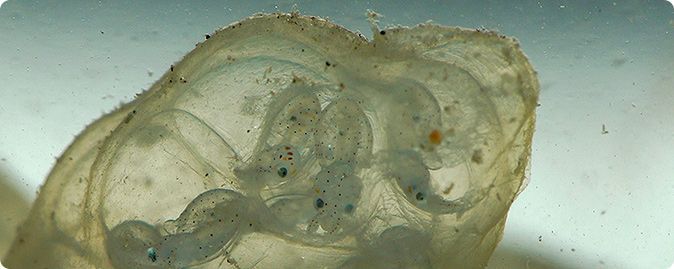 Dwergpijlinktvisjes in het ei (foto: Foto Fitis, Sytske Dijksen)