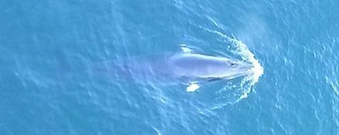 Deze Dwergvinvis werd eind mei gespot vanaf een Nederlands boorplatform (foto: bemanning K12-G)