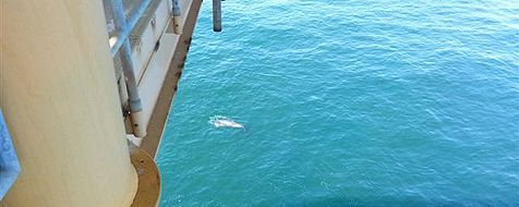 Vanaf het platform K12 van Gaz de France gezien is de dwergvinvis niet meer dan een klein stipje (foto: Bemanning K12-G)