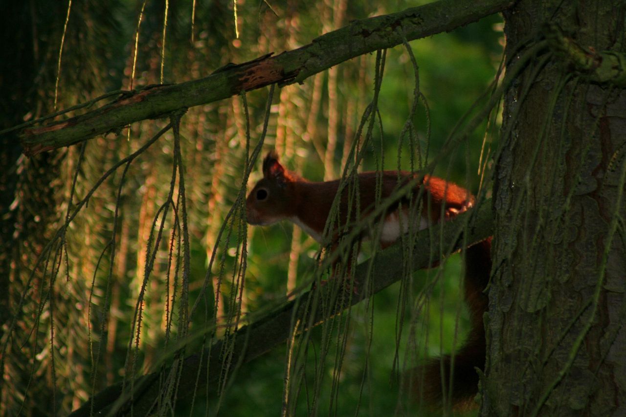 Eekhoorn in boom (foto: Wesley Overman)