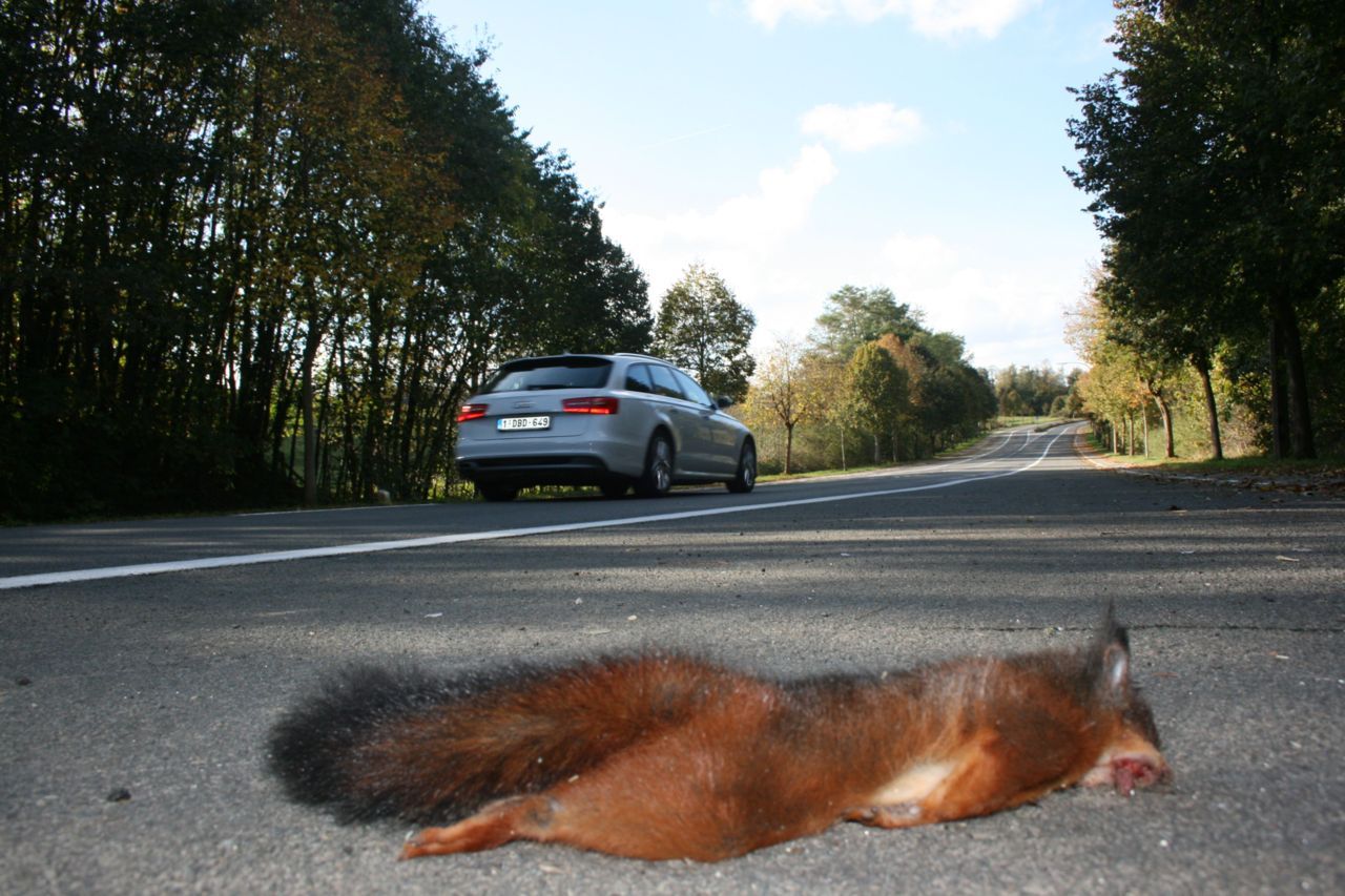 In totaal werden 952 dode eekhoorns gemeld in de periode tussen 2008 en 2012. (foto: Robin Vanheuverswyn)