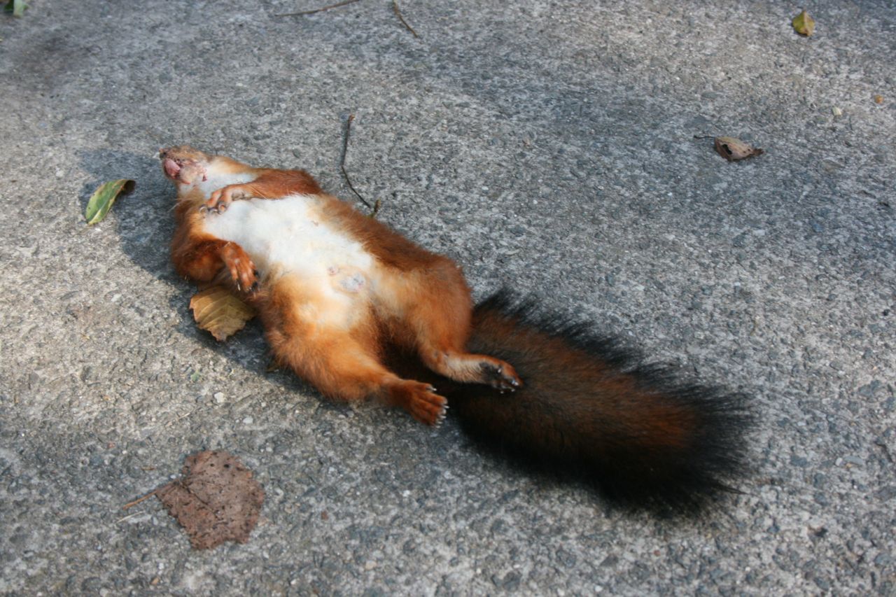 Eekhoornbruggen op knelpunten kunnen een redding betekenen  voor onfortuinlijke eekhoorns als deze. (foto: Robin Vanheuverswyn)